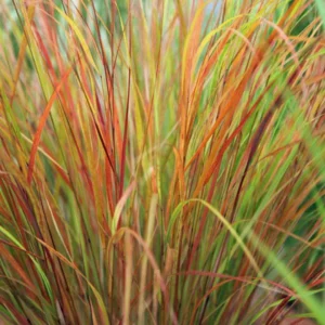 Anemanthele lessoniana SIROCCO