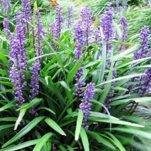 Liriope muscari BIG BLUE