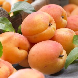 Marhuľa EARLY ORANGE