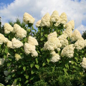 Hortenzia metlinatá GRANDIFLORA