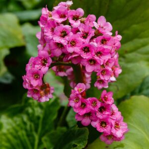 Bergenia Cordifolia Rose