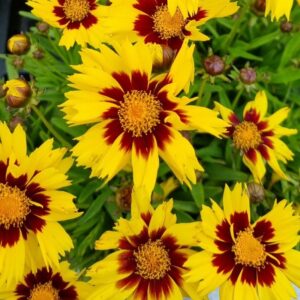 Kráska GRANDIFLORA SUNKISS YELLOW RED