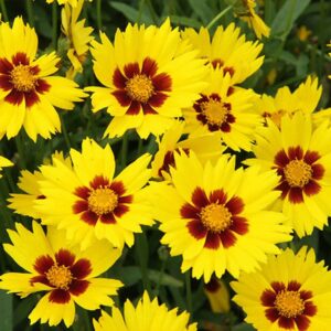 Kráska GRANDIFLORA SUNKISS YELLOW RED