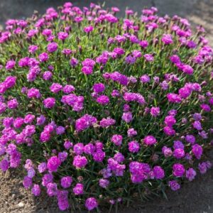 Klinček Mountain Frost PINK POM POM
