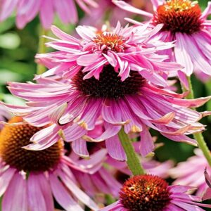 Echinacea Purpurea DOUBLE DECKER