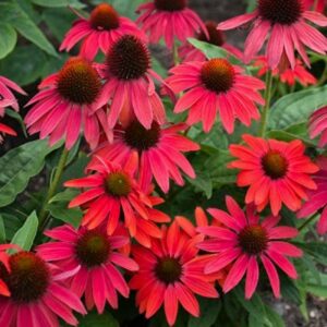 Echinacea Purpurea LAKOTA™ RED