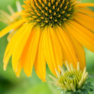 Echinacea Purpurea LAKOTA™ YELLOW