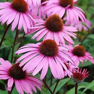 Echinacea PURPUREA
