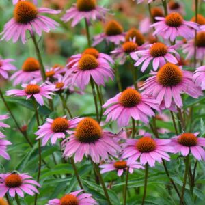 Echinacea PURPUREA MAGNUS