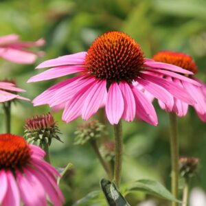 Echinacea PURPUREA MAGNUS