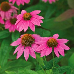 Echinacea Purpurea POW WOW WILD BERRY