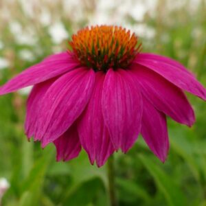 Echinacea Purpurea POW WOW WILD BERRY