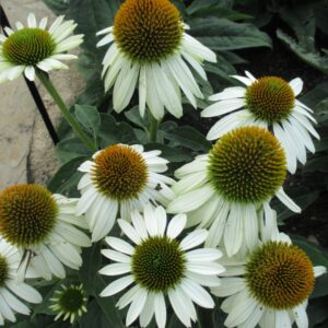 Echinacea Purpurea SOMBRERO® BLANCO kv2