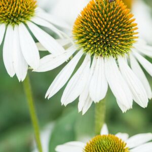 Echinacea Purpurea SOMBRERO® BLANCO