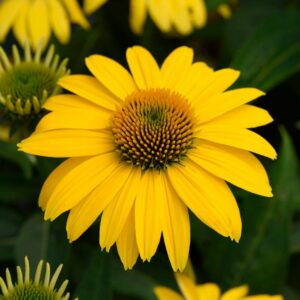 Echinacea Purpurea SOMBRERO® LEMON YELLOW