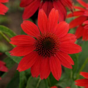 Echinacea Purpurea Sombrero® SALSA RED