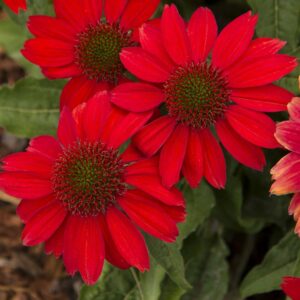 Echinacea Purpurea Sombrero® SALSA RED