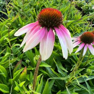 Echinacea Purpurea Sombrero® WHITE PURPLE