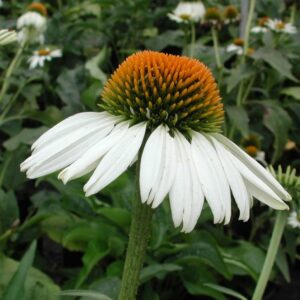 Echinacea PURPUREA WHITE SWAN