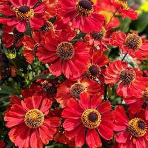Helenium Autumnale Helena RED SHADES