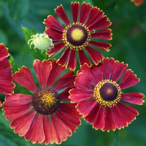 Helenium Autumnale Helena RED SHADES