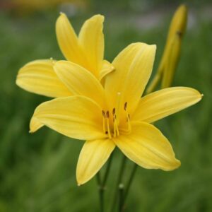 Ľaliovka LILIOASPHODELUS