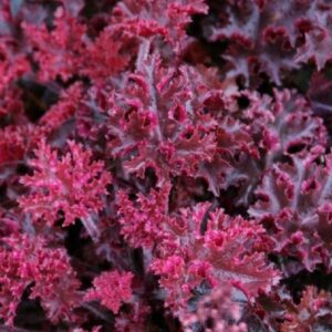Heuchera americana MELTING FIRE