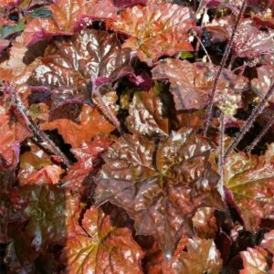 Heuchera americana PALACE PURPLE
