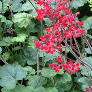Heuchera sanguinea RUBY BELLS