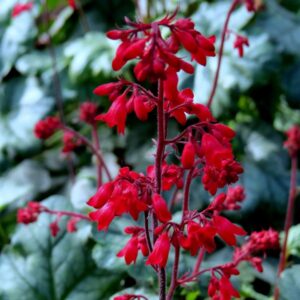 Heuchera sanguinea RUBY BELLS