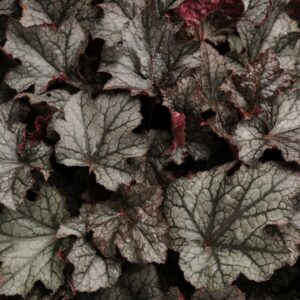 Heuchera villosa Carnival PLUM CRAZY