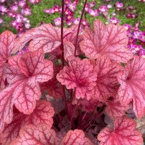 Heuchera villosa Carnival WATERMELON