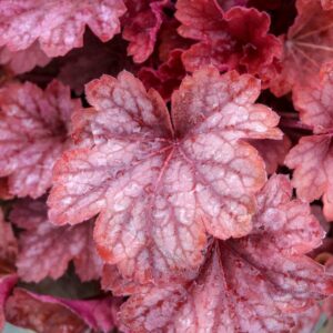 Heuchera villosa Carnival WATERMELON