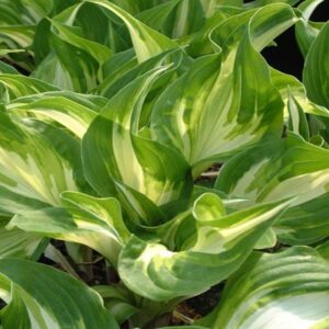 Funkia MEDIOVARIEGATA