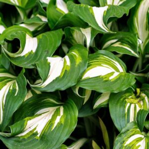 Funkia MEDIOVARIEGATA