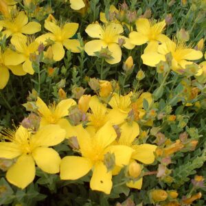Lupína Mnoholistá MIX