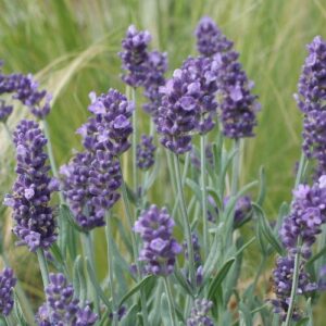 Levanduľa úzkolistá ARDÉCHE® BLUE