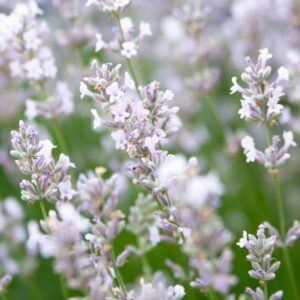 Levanduľa úzkolistá EDELWEISS