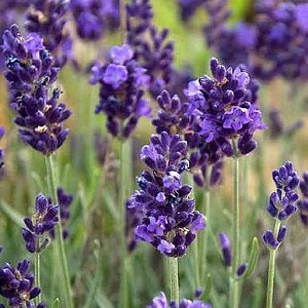 Levanduľa úzkolistá ELLAGANCE PURPLE®