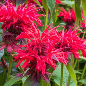 Monarda Cambridge Scarlet