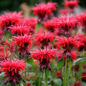 Monarda Cambridge Scarlet
