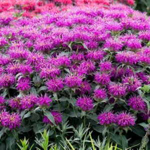 Monarda Didyma Balmy LILAC