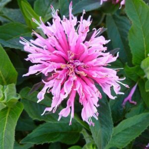Monarda Didyma Balmy PINK