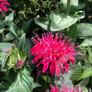 Monarda Didyma Balmy ROSE