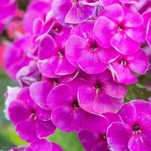 Flox metlinatý KA-POW PURPLE