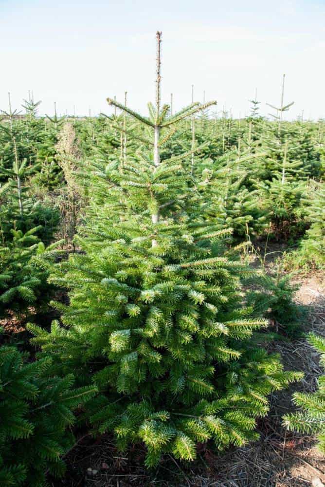 Abies nordmanniana