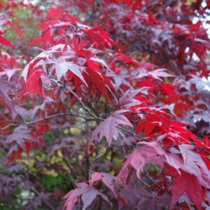 Javor Japonský ATROPURPUREUM