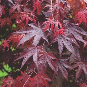 Javor Japonský ATROPURPUREUM