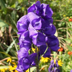 Prilbica CARMICHAELII ROYAL FLUSH