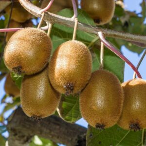 Kiwi veľkoplodé JENNY